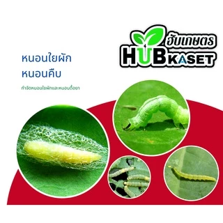 ฟิโพรนิล ไก่เกษตร 1ลิตร (ฟิโพรนิล) ป้องกันและกำจัดเพลี้ย หนอน ด้วง ไร