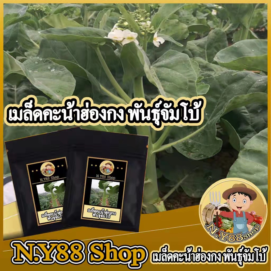 เมล็ดพันธุ์คะน้าฮ่องกง พันธุ์จัมโบ้ 1000เมล็ด ต้นอวบใหญ่ เนื้อหวานกรอบ ทนต่อโรค ปลูกง่าย อายุการเก็บเกี่ยวสั้น