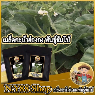เมล็ดพันธุ์คะน้าฮ่องกง พันธุ์จัมโบ้ 1000เมล็ด ต้นอวบใหญ่ เนื้อหวานกรอบ ทนต่อโรค ปลูกง่าย อายุการเก็บเกี่ยวสั้น