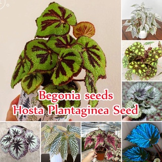 บีโกเนีย Mixed Colors Begonia Plants Seeds (50 Seeds) Hosta Flower Seeds ต้นไม้มงคล บอนสี พันธุ์ไม้หายาก ต้นไม้ประดับ