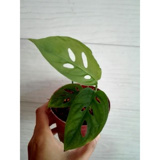 monstera acuminata มอนสเตอร่า