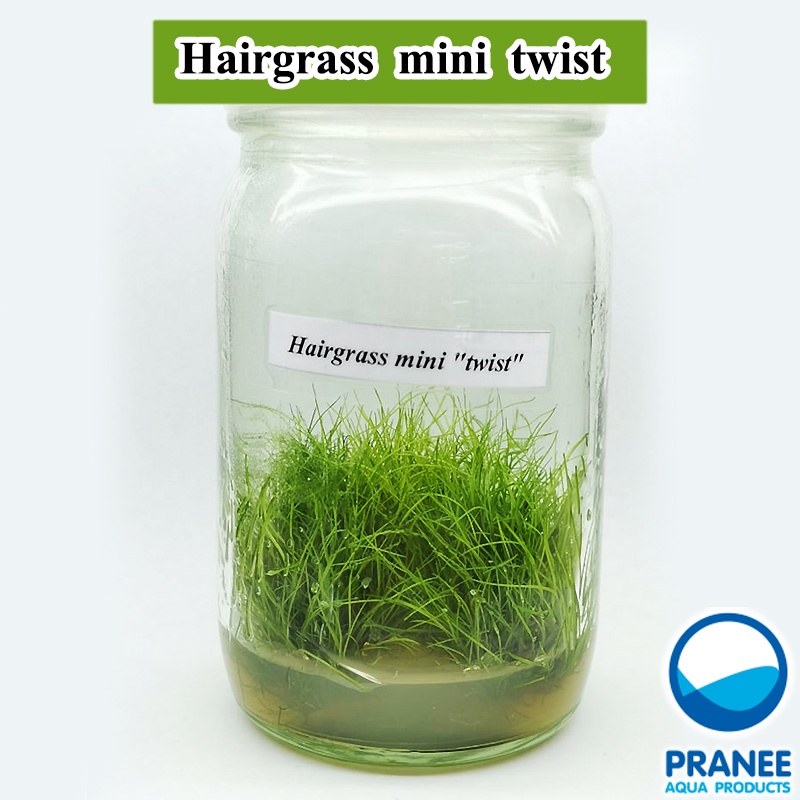 Hairgrass Mini twist แฮร์กลาสมินิทวิส มี 2 รุปแบบ ขวดแก้วและกระปุกพลาสติก ต้นไม้น้ำ ***กรุณาอ่านรายละเอียดก่อนสั่ง***