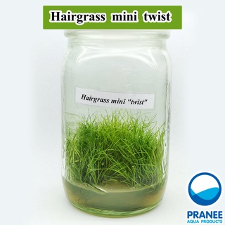 Hairgrass Mini twist (แฮร์กลาสมินิทวิสในรูปเนื้อเยื่อขวดแก้ว) ต้นไม้น้ำ ต้นไม้น้ำตกแต่งตู้ปลา ***กรุณาอ่านรายละเอียดก่อน