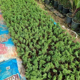 สนมังกร กล้าสนมังกร🌲 สูงประมาน 25-30 ซม. เลี้ยงง่ายชอบแดด ประดับออฟฟิต รั้วบ้าน ตัดแต่งกิ่งได้ตามต้องการบอนไซ