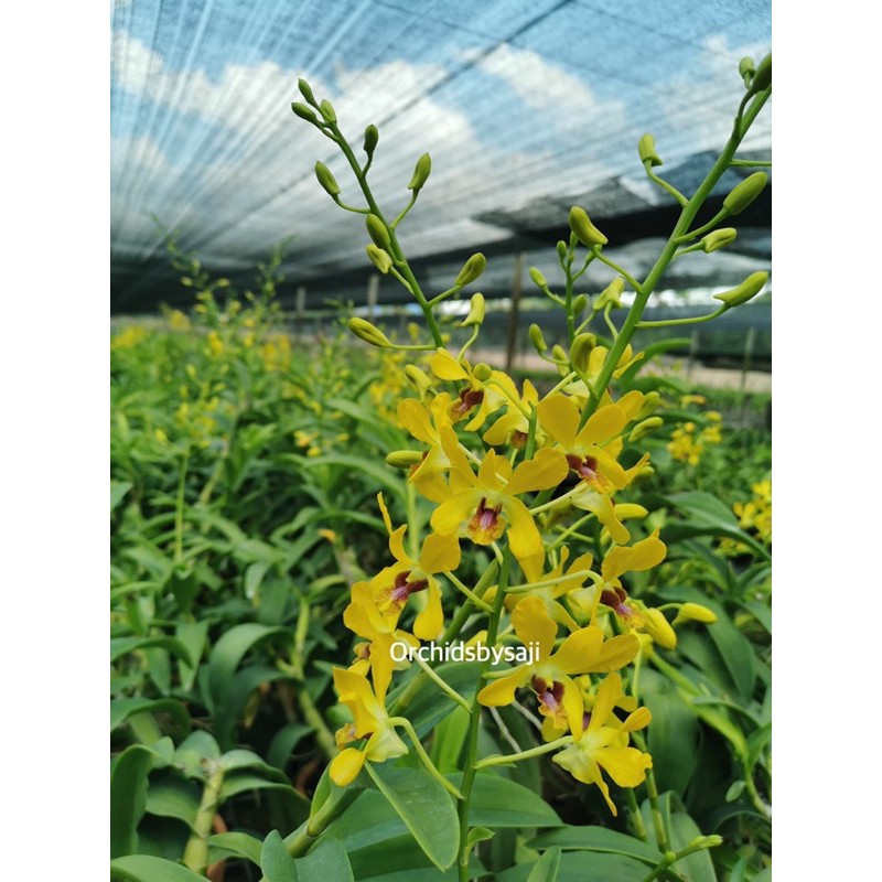 💛กล้วยไม้หวาย เหลืองหอมเพ็ญสุดา ดอกดกเลี้ยงง่าย - รูปที่ 2