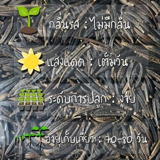 เมล็ดพันธุ์ ดาวกระจายเซนเซชั่น ดอกคอสมอส คละสี200เมล็ด Sensation Cosmos Flower Seed เมล็ดพันธุ์แท้นำเข้าจากต่างประเทศ ดี