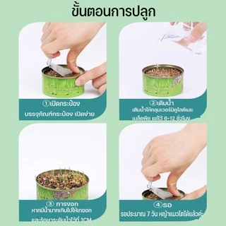 พร้อมส่ง！！หญ้าแมว ออร์แกนิค ต้นอ่อนข้าวสาลี ต้นข้าวสาลี สำหรับสัตว์เลี้ยง ต้นหญ้าแมวพร้อมทาน ส่งเสริมการย่อยอาหาร