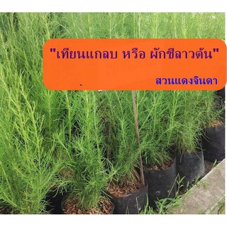 ผักชีลาวต้น เทียนแกลบ Dill กินยอดสด ต้นกล้าพร้อมปลูก รากแข็งแรง สูงประมาณ 20-30 เซน