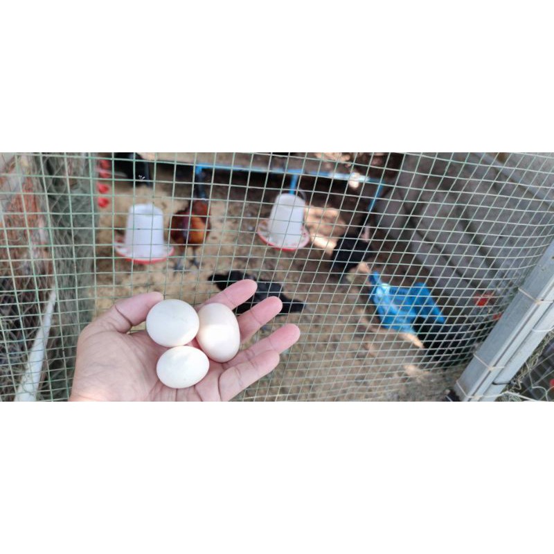 ไข่เชื้อไก่ดำ มองโกล  สำหรับฟัก แพ็คละ 6ฟอง