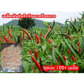 พริกจินดาแห้งศรีสะเกษไม่เด็ดขั่ว แพคละ 100 กรัม