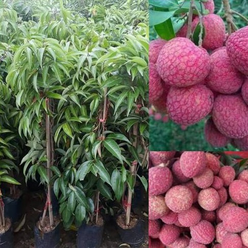 1 ต้นลิ้นจี่ พันธุ์ จักรพรรดิ์ ทาบกิ่ง ลำต้นสูง 70-80 ซม ส่งพร้อมถุง 6 นิ้ว