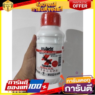 🎯BEST🎯 เชนไดร้ท์ สเตดฟาส 30 เอสซี กำจัดและป้องกัน ปลวก มด แมลงอื่นๆ แบบน้ำสำหรับราดพื้น ขนาด 500 มล. 🛺💨