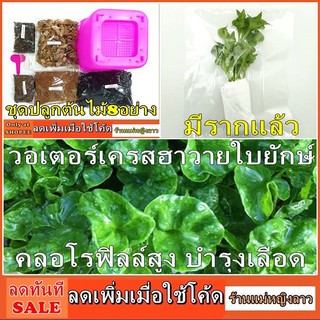 วอเตอร์เครสฮาวาย ใบยักษ์ ชุดปลูก กระถาง ใหญ่7.5" กิ่งไม้ กินใบ แถม ดินอินทรีย์ 0.5โล กิ่งจริง พันธ์ุ เมล็ด สลัด ต้น