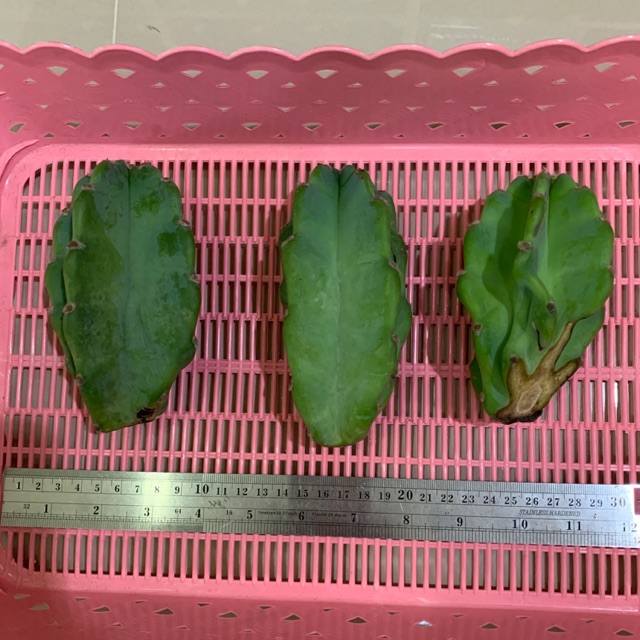 ตอจามาคารู Cereus Jamacaru ไซส์อนุบาล ไซส์เล็กนะคะ และน้องมีตำหนิไม่สวย ขอคนรับได้