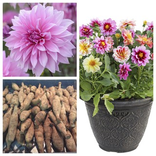 รักเร่ Dahlia สายพันธุ์ BABYLON LILAC นำเข้าจากเนเธอร์แลน หัวสดใหม่ 1 หัว/ออเดอร์