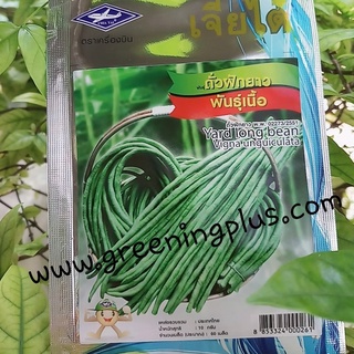 ถั่วฝักยาวพันธุ์เนื้อ (Yard long bean Vigna unguiculata)เจียใต๋
