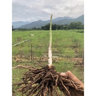 เหง้าหน่อไม้ฝรั่ง❌1ชุด10เหง้า❌อายุ1ปีแบบทดลองฤปลูกไว้กินตามค…