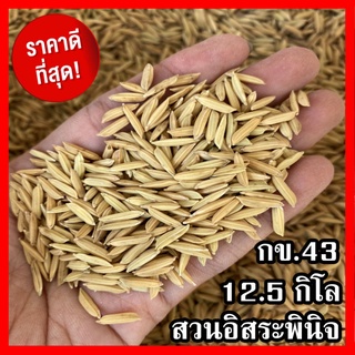 ข้าวปลูก กข43 เมล็ดพันธุ์ข้าว พันธุ์ข้าวปลูก กข.43( 12.5 k.g.)