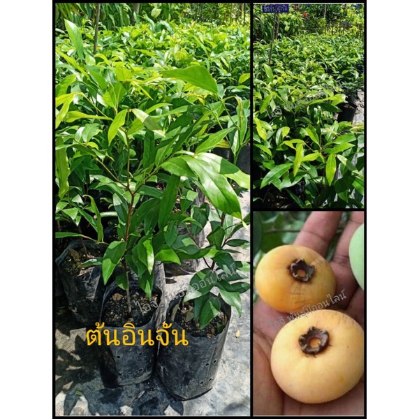 💥ต้นอินจัน (ผลไม้โบราณหายาก) สูง.40-50 ซม.💥