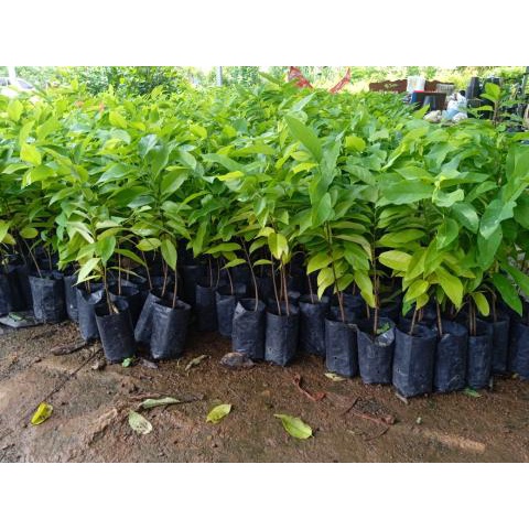 ต้นน้อยหน่าหนังเขียวเกษตร(ชุด5ต้น)เพาะเมล็ด ลูกใหญ่ ผลดก - รูปที่ 3