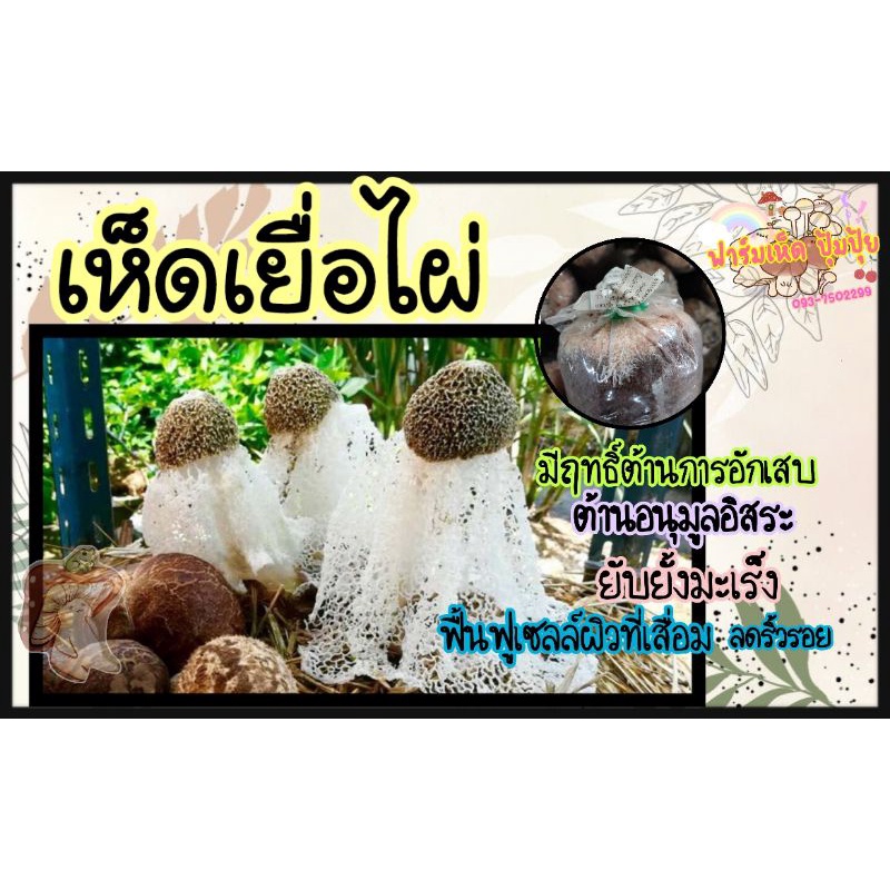 ก้อนเชื้อเห็ดเยื่อไผ่ 1ก้อน 50บาท สายพันธุ์จีน เชื้อเพิ่งหยอด