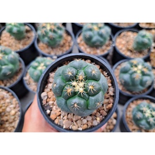 ช้างแคคตัส coryphantha elephantidens