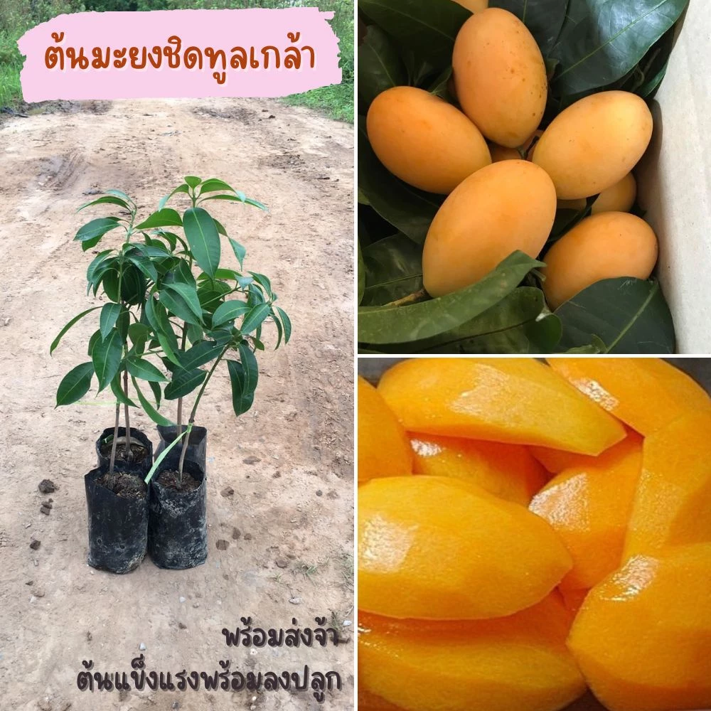 ต้นพันธุ์มะยงชิดทูลเกล้า(1ต้น) ต้นเสียบยอด มีการรับประกันหากต้นไม้เสียหาย ส่งเร็วส่งไว บริการประทับใจ พร้อมส่งจ้า