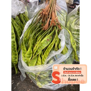 สะตอสด สะตอใต้ สะตอข้าว