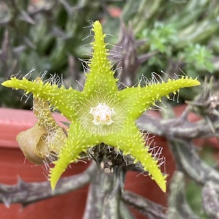 กิ่งเก๋งจีน ดอกดาวสีเขียว Huernia orbea dummeri