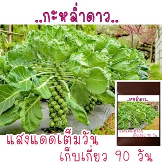 200 เมล็ด เมล็ดพันธุ์นำเข้า กะหล่ำดาว brussel sprouts