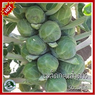 100+ เมล็ด กะหล่ำดาว Brussel Sprouts กะหล่ำดาว เมล็ดพันธุ์กหล่ำดาว เมล็ดกะหล่ำดาว