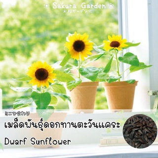 🌻เมล็ดพันธุ์ทานตะวันแคระ🌻 𝑫𝒘𝒂𝒓𝒇 𝑺𝒖𝒏𝒇𝒍𝒐𝒘𝒆𝒓