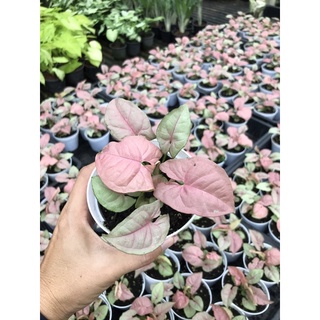 ออมชมพู (syngonium pink)