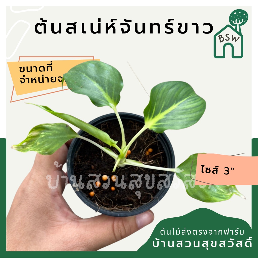 เสน่ห์จันทร์ขาว Homalomena lindenii กระถาง4-8นิ้ว