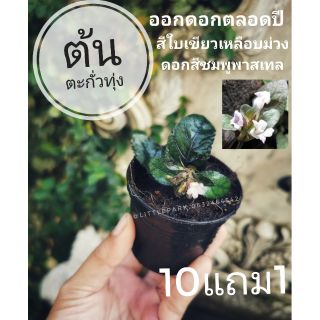 ต้นตะกั่วทุ่ง Strobilanthes reptans ไม้ประดับ​ สมุนไพร​  ต้นไม้ ฟอกอากาศ สวน  จัดสวน แต่งบ้าน สวนตรัว คลุมดิน