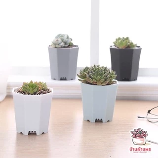 กระถางทรงแก้ว 8 เหลี่ยม กระถางพลาสติก แคคตัส กระบองเพชร ไม้อวบน้ำ Cactus&Succulent