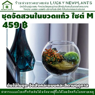 ชุดสวนขวด ต้นไม้จิ๋ว วัสดุอุปกรณ์พร้อมจัด 459 บาท ไซต์ M