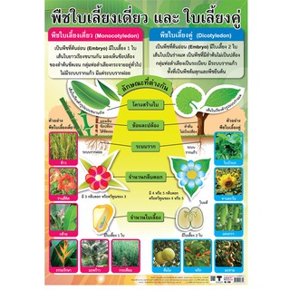 โปสเตอร์เรื่องพืชใบเลี้ยงเดี่ยวและใบเลี้ยงคู่ #EQ-335 โปสเตอร์กระดาษ