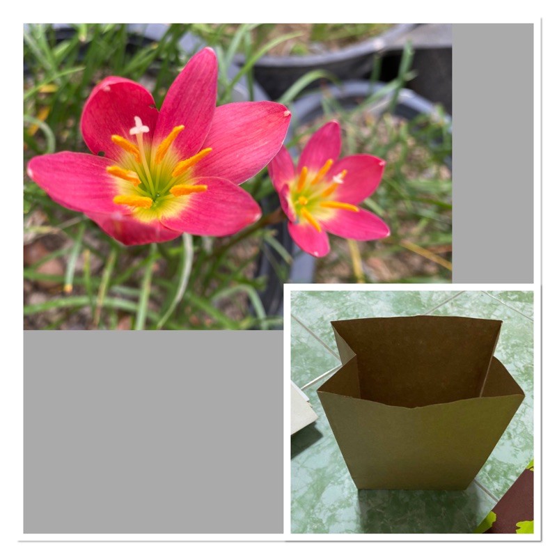 106ข.หัวดอกบัวดิน Uthai tip หัวละ 15บาท