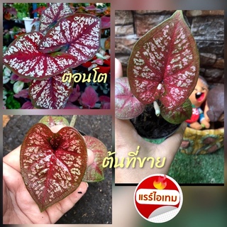 บอนสี(ลูกพยามนต์กัดสีสวยๆ)ไม้แรไอเท็ม จัดส่งทั้งถาง🪴