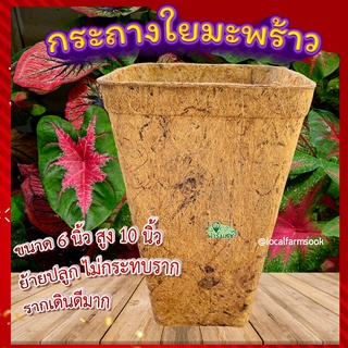 กระถางใยมะพร้าว 6 นิ้ว ทรงสูง🐝 กระถางเพาะชํา กระถางต้นไม้ อุ้มน้ำ ระบายอากาศได้ดี รากเดินดี  ย่อยสลายได้เอง ลดโลกร้อน