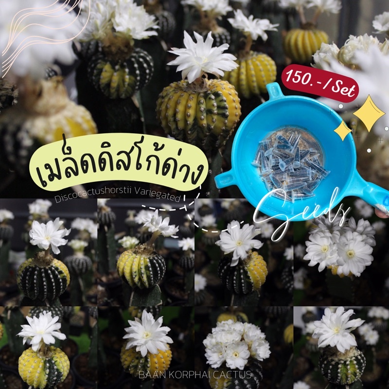 เมล็ดดิสโก้ด่าง ดิสโก้แท้ 🌼Discocactushorstii Variegated✨