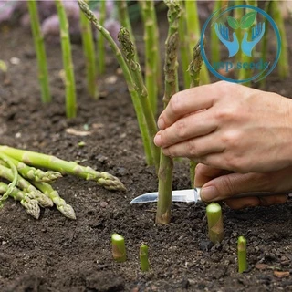 เมล็ดหน่อไม้ฝรั่ง หน่อไม้ฝรั่ง Asparagus U800 F1 ***Emerald Seed Co.ltd USA***