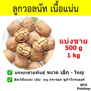 ลูกวอลนัท เนื้อเต็มแน่น ลูกใหญ่ (Walnut) 1 // สำหรับนก และ สัตว์ฟันแทะ