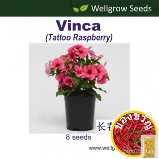 เมล็ดพืช: vinca TATTOO Raspberry (8 SEED) periwinkle PNQJ