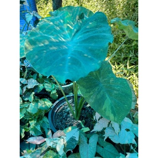 มิโดริColocasia Midori Sour