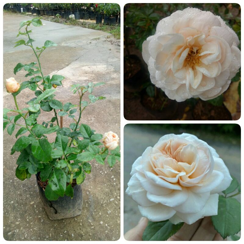 My Image 15