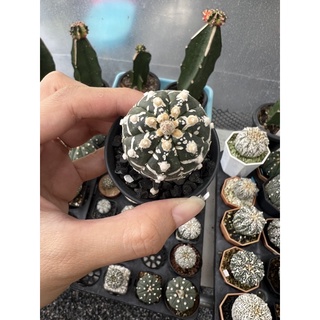 แอสโตรไฟตัม (Astrophytum super v) แม่พันธุ์ไม้เมล็ด Size 4 cm