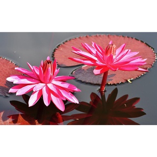 10 เมล็ด เมล็ดบัว สีแดง นำเข้า บัวนอก สายพันธุ์เมล็ดบัว Waterlily Nymphaea Seeds