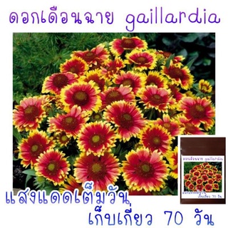 เมล็ดพันธุ์ ดอกเดือนฉาย (gaillardia) 30 เมล็ด